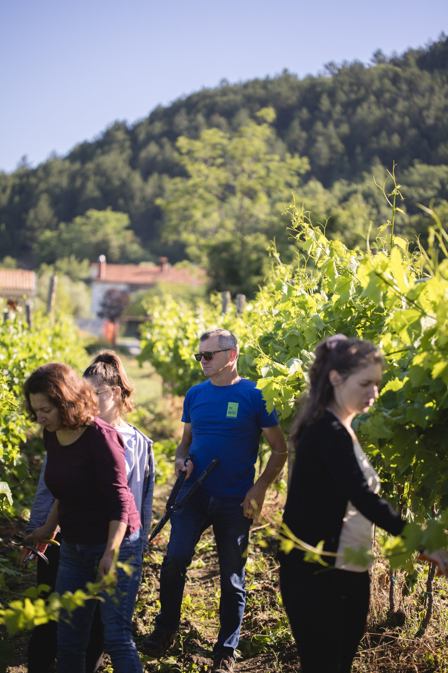 Obitelj Dušić u vinogradu