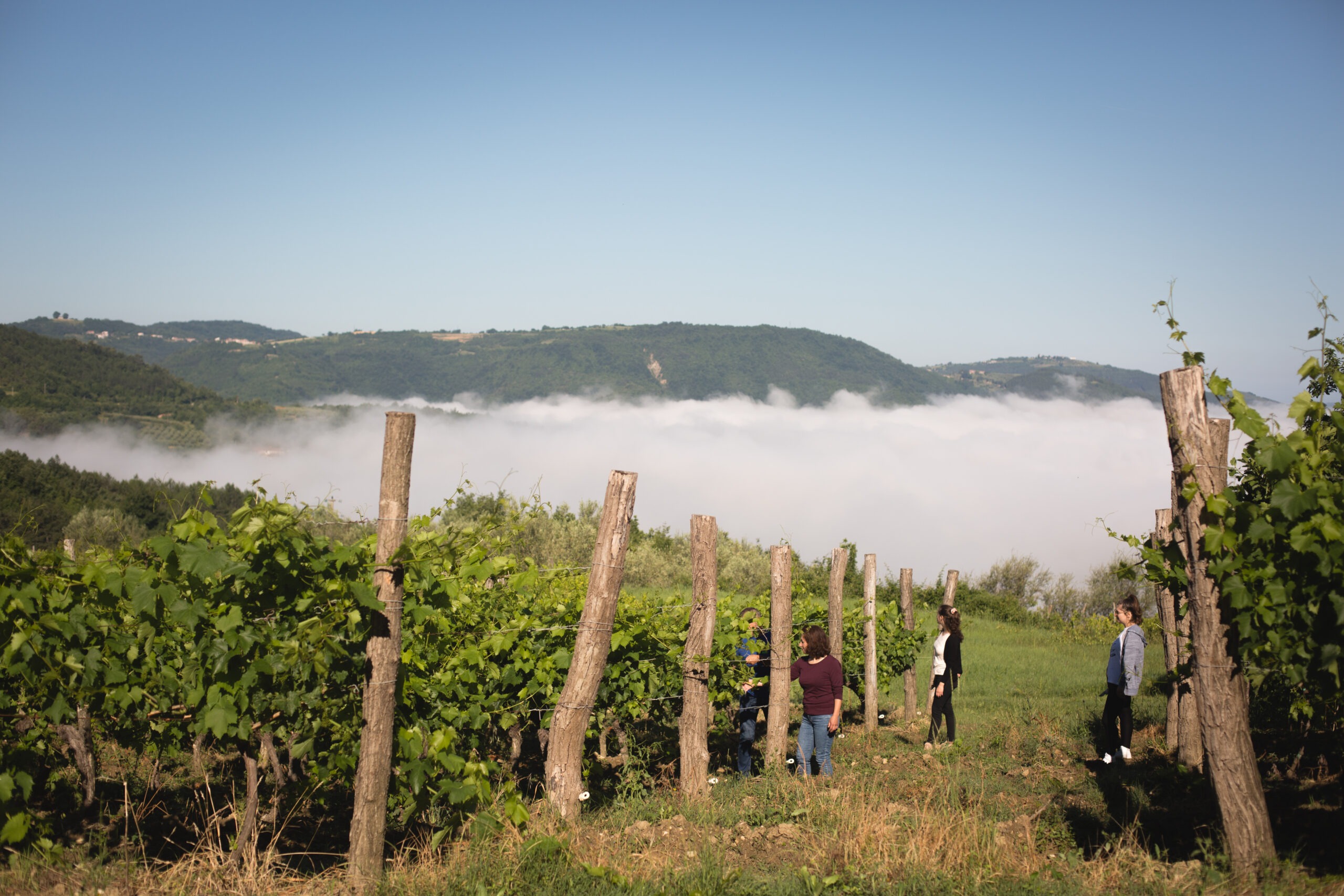 Obitelj Dušić u vinogradu dok oblaci prekrivaju polje
